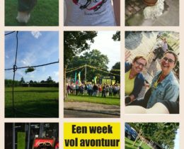 Één week vakantie, een week waarin ik mijzelf inzet als vrijwilliger bij de Dongense Zomerspelen om bij groep 7/8 alle dagen de lunch te verzorgen voor 50 begeleiding en toneelspelers. De middag geslapen door mijn onzichtbaar ziek zijn en de avond mijn batterij opgeladen bij minicamping de Groenstraat, daar waar de liefste langoren staan. En Japie krekel (of is het een sprinkhaan?) mij kwam begroeten. Groot. Nu nog wat lezen en dan hopelijk een goede nachtrust. Tot morgen!